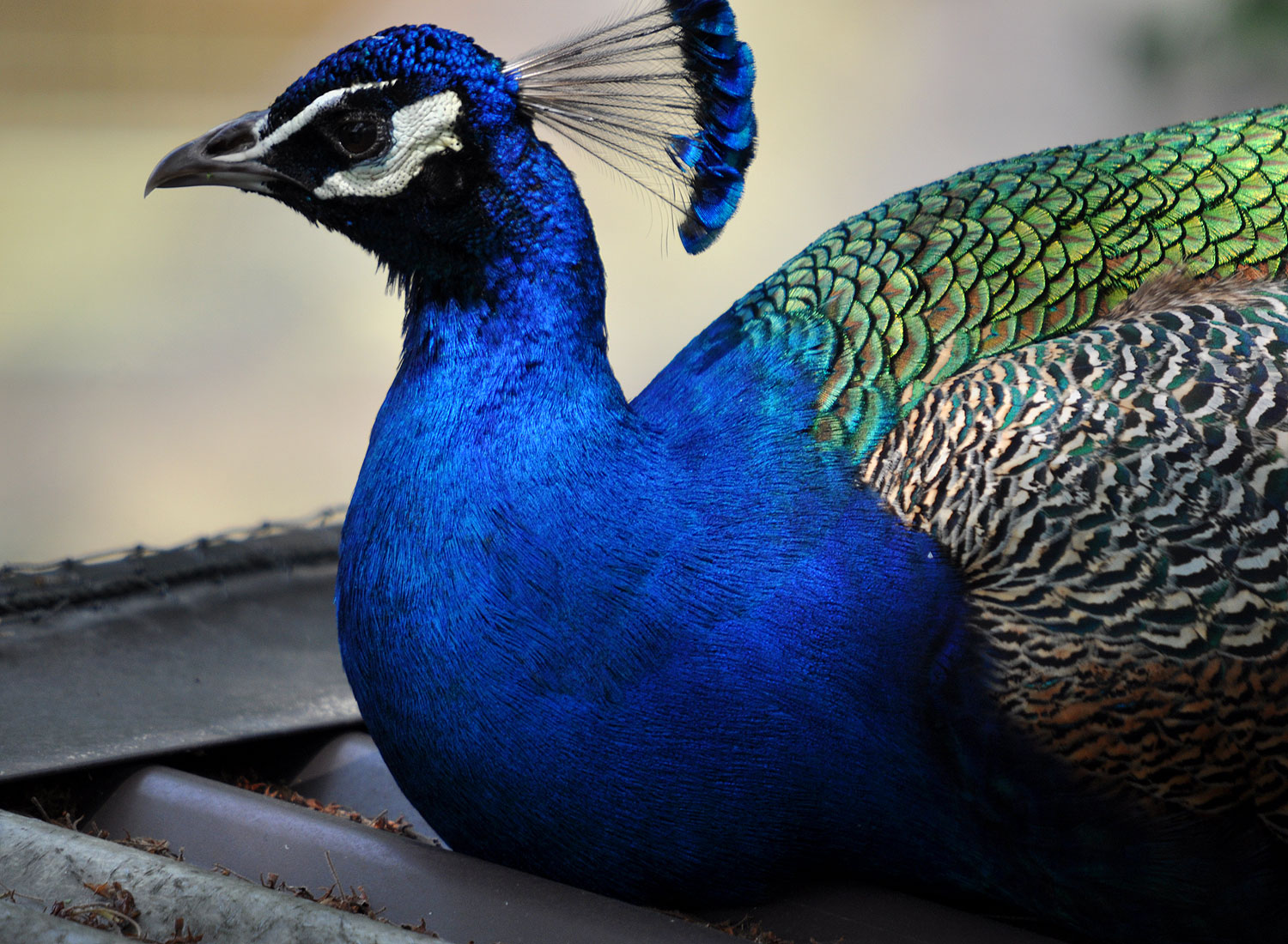 peacock_tokyobling1.jpg