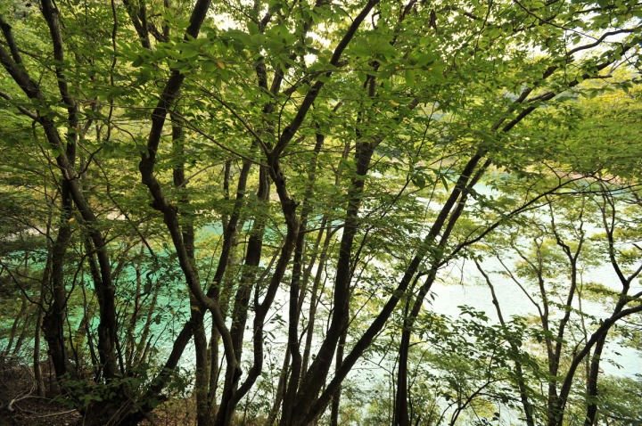 lake_okutama_forest_5730